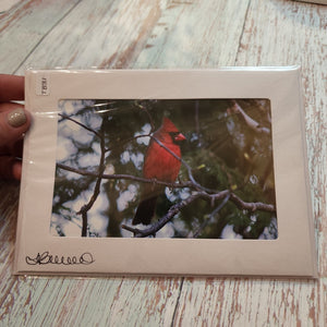 Cardinal | Blank Photo Card - My Other Child / Blooms n' Rooms