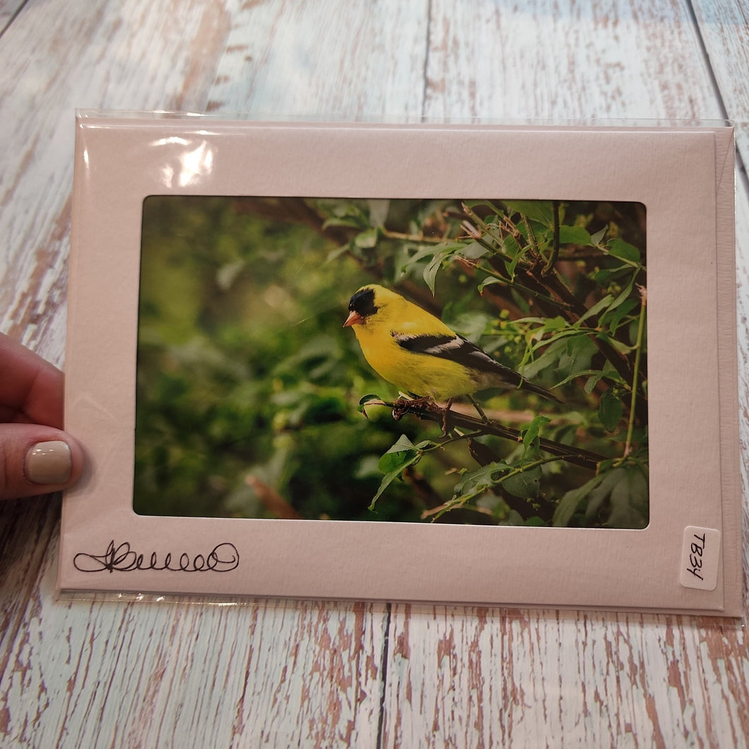 Gold Finch | Blank Photo Card - My Other Child / Blooms n' Rooms