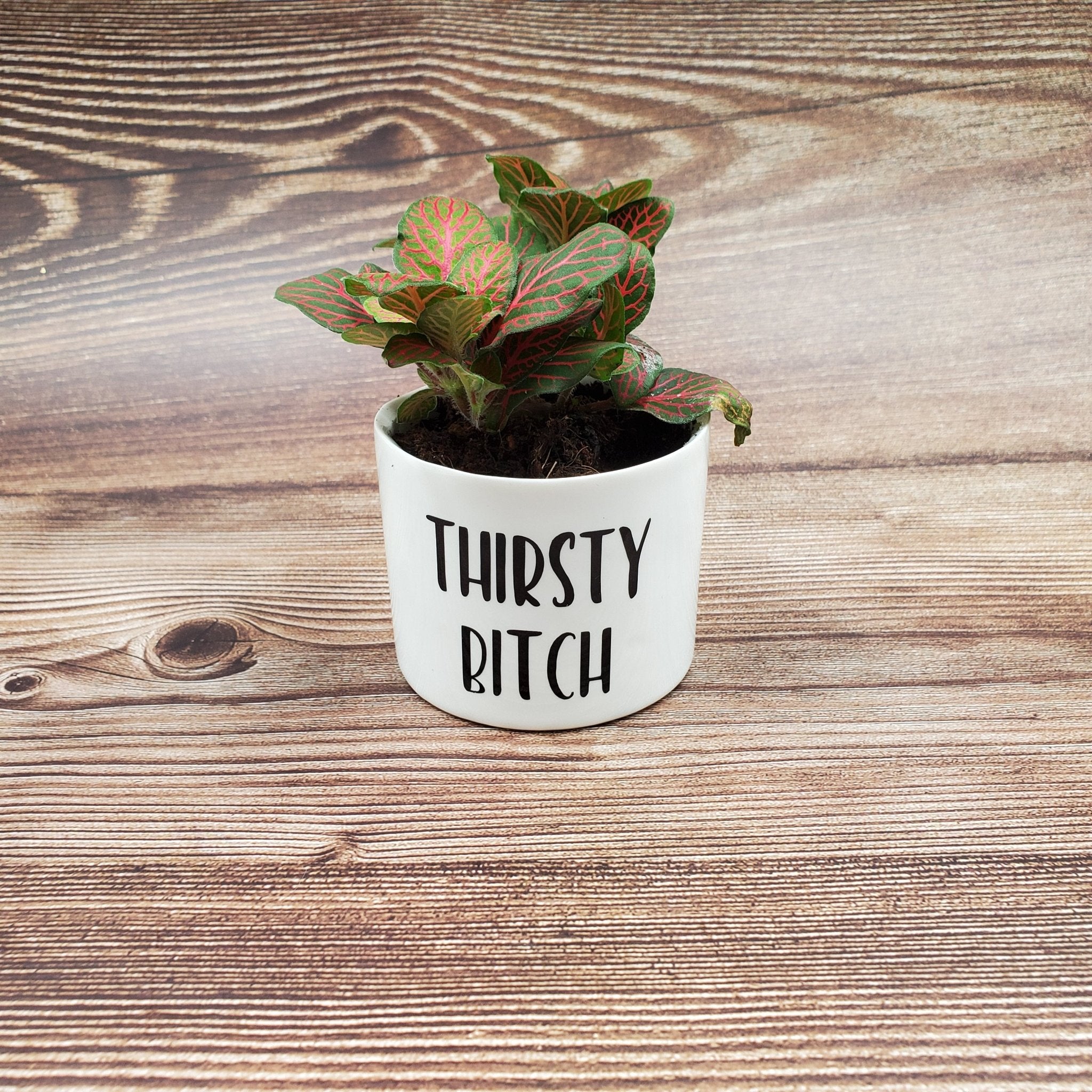 plant pot jokes Naughty Plants Set of 4 Punny plant pots PLANTS NOT INCLUDED Ceramic p – My Other Child / Blooms n' Rooms