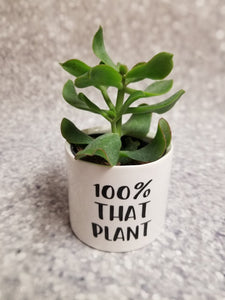Set of 3 Punny plant pots PLANTS NOT INCLUDED Ceramic pots with cheerful funny sayings on them - My Other Child / Blooms n' Rooms