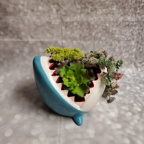 Shark Planter | Ceramic - My Other Child / Blooms n' Rooms